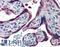 Endoplasmic Reticulum Protein 44 antibody, LS-A8262, Lifespan Biosciences, Immunohistochemistry frozen image 