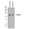 Serpin Family A Member 6 antibody, AF9026, R&D Systems, Western Blot image 