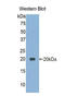 Vanin 1 antibody, LS-C296938, Lifespan Biosciences, Western Blot image 