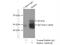 Beclin 1-associated autophagy-related key regulator antibody, 19491-1-AP, Proteintech Group, Immunoprecipitation image 