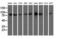 Oxysterol Binding Protein Like 11 antibody, LS-C115776, Lifespan Biosciences, Western Blot image 