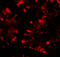 Interferon Induced Protein With Tetratricopeptide Repeats 1 antibody, 7757, ProSci, Immunofluorescence image 