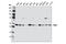 Retinoid X Receptor Alpha antibody, 3085S, Cell Signaling Technology, Western Blot image 