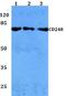 CD248 Molecule antibody, A04735-1, Boster Biological Technology, Western Blot image 