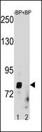KIAA1789 antibody, PA5-49301, Invitrogen Antibodies, Western Blot image 