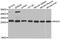 Rho-related GTP-binding protein RhoH antibody, A6356, ABclonal Technology, Western Blot image 