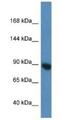 Argonaute RISC Catalytic Component 3 antibody, NBP1-91494, Novus Biologicals, Western Blot image 