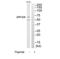 Zinc Finger Protein 329 antibody, TA315798, Origene, Western Blot image 