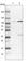 OTU Deubiquitinase 7B antibody, HPA027045, Atlas Antibodies, Western Blot image 