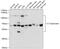Serpin Family G Member 1 antibody, GTX55542, GeneTex, Western Blot image 