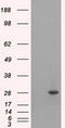 Replication Protein A2 antibody, LS-C114864, Lifespan Biosciences, Western Blot image 