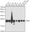 Phosphatidylethanolamine Binding Protein 1 antibody, GTX54574, GeneTex, Western Blot image 