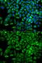 Aldolase, Fructose-Bisphosphate A antibody, GTX30044, GeneTex, Immunofluorescence image 