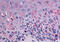 G-protein coupled receptor 56 antibody, MBS243562, MyBioSource, Immunohistochemistry frozen image 