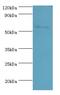 Paired Box 7 antibody, LS-C376288, Lifespan Biosciences, Western Blot image 