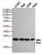 BAX antibody, MBS475223, MyBioSource, Western Blot image 