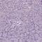 Solute Carrier Family 12 Member 5 antibody, NBP2-49674, Novus Biologicals, Immunohistochemistry paraffin image 