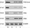 Estrogen Receptor 2 antibody, NBP2-61943, Novus Biologicals, Western Blot image 