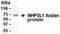 Small Nuclear Ribonucleoprotein 13 antibody, XW-7997, ProSci, Western Blot image 