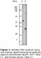 Apolipoprotein M antibody, LS-C47192, Lifespan Biosciences, Western Blot image 