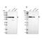 Glycerol-3-phosphate dehydrogenase, mitochondrial antibody, PA5-61022, Invitrogen Antibodies, Western Blot image 