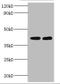 Glycosyltransferase 8 Domain Containing 2 antibody, A57894-100, Epigentek, Western Blot image 