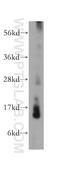 Lysozyme Like 4 antibody, 17443-1-AP, Proteintech Group, Western Blot image 