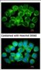 Adenosylhomocysteinase antibody, NBP2-20246, Novus Biologicals, Immunofluorescence image 