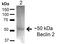 Beclin 2 antibody, 23011, QED Bioscience, Western Blot image 