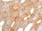 Gamma-Butyrobetaine Hydroxylase 1 antibody, PA5-68363, Invitrogen Antibodies, Immunohistochemistry paraffin image 