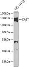 Calpastatin antibody, GTX64540, GeneTex, Western Blot image 
