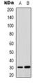 Mitochondrial Translational Initiation Factor 3 antibody, LS-C368934, Lifespan Biosciences, Western Blot image 