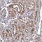 Tetratricopeptide Repeat Domain 17 antibody, NBP1-83816, Novus Biologicals, Immunohistochemistry frozen image 