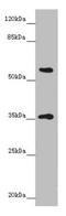 WDVCF antibody, orb40978, Biorbyt, Western Blot image 