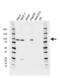 PPD antibody, VMA00681, Bio-Rad (formerly AbD Serotec) , Western Blot image 