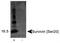 Baculoviral IAP Repeat Containing 5 antibody, NB110-92717, Novus Biologicals, Western Blot image 