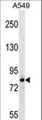 Fibrous Sheath CABYR Binding Protein antibody, LS-C159683, Lifespan Biosciences, Western Blot image 