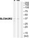 Na(+)/H(+) exchange regulatory cofactor NHE-RF2 antibody, abx014621, Abbexa, Western Blot image 