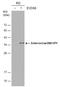 Enterovirus antibody, GTX633687, GeneTex, Western Blot image 