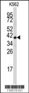 Fibrillarin antibody, 61-498, ProSci, Western Blot image 