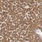 Semaphorin 3A antibody, NBP1-84409, Novus Biologicals, Immunohistochemistry frozen image 