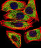 Transglutaminase 2 antibody, abx033706, Abbexa, Western Blot image 