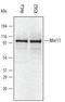 MRE11 Homolog, Double Strand Break Repair Nuclease antibody, AF2284, R&D Systems, Western Blot image 