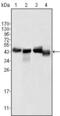 Apolipoprotein A4 antibody, MA5-15483, Invitrogen Antibodies, Western Blot image 