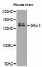 Glutamate Metabotropic Receptor 1 antibody, STJ23871, St John