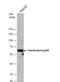 Nucleoporin 62 antibody, NBP1-31381, Novus Biologicals, Western Blot image 