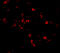 TRAF3 Interacting Protein 2 antibody, 56112, QED Bioscience, Immunofluorescence image 