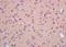 UBX Domain Protein 4 antibody, orb158679, Biorbyt, Immunohistochemistry paraffin image 