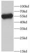 CD4 antibody, FNab01476, FineTest, Western Blot image 