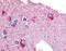 Glycogen Phosphorylase B antibody, MBS395591, MyBioSource, Immunohistochemistry frozen image 